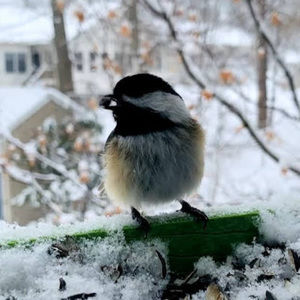 Meet your Posher, Ella